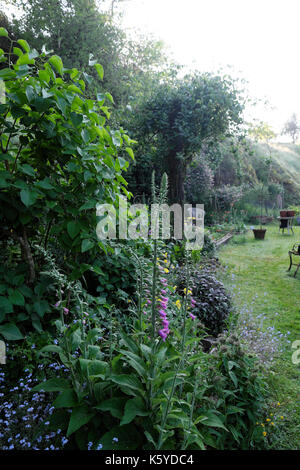 Wilder Fingerhut in den Blumenanbau in kleinen Country Cottage Garten an einem Frühlingsmorgen im Mai rural Carmarthenshire, Wales UK KATHY DEWITT Stockfoto