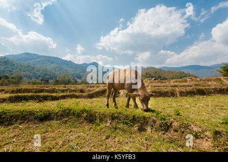 Büffel aus handgefertigtem lange Buddha Bambus Brücke über chemische Reisfeldern in der Nähe von touristischen Pai ich in Nord Thailand gesehen. Asiatische Landschaft mit Tieren du Stockfoto