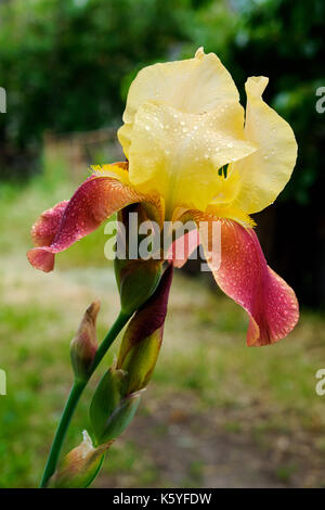 Rot Gelb blühen Iris mit Wassertropfen auf Blüten im Garten stehen auf der grüne Stiel mit verschwommenen Hintergrund Stockfoto