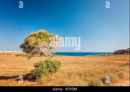 Zypern Ayia Napa Cape Greco Halbinsel, National Forest Park Stockfoto