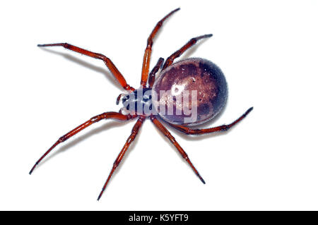 Falsche Black Widow Spider (Steatoda nobilis), Buchse Stockfoto