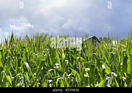 Am Rande eines Maisfeldes mit Scheune im Hintergrund unter einem wolkigen, bedrohlichen Himmel Stockfoto