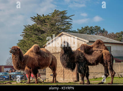 Die baktrischen Kamel (Camelus Bactrianus) dargestellt an der Welsh Mountain Zoo in Colwyn Bay, North Wales. Stockfoto