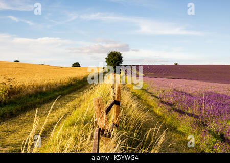 Hitchin Lavender Farm, Lavendel und Mais, Stockfoto