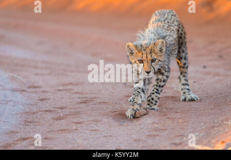 Gepard Cub Stockfoto