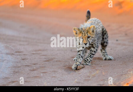 Gepard Cub Stockfoto