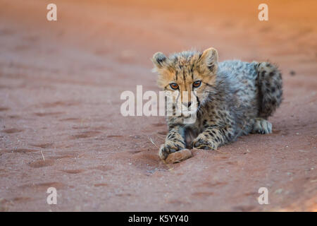 Gepard Cub Stockfoto