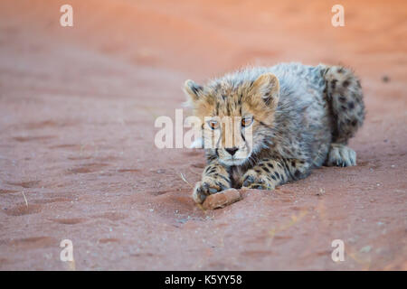 Gepard Cub Stockfoto