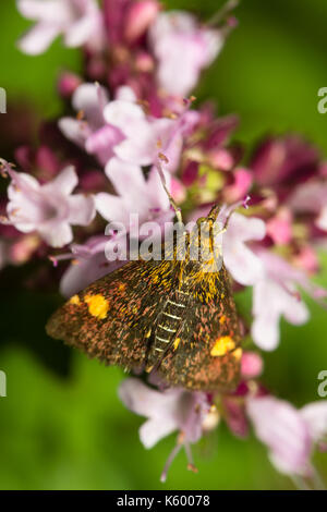 Tag Fliegen, Motten, Pyrausta aurata Minze, Fütterung auf Thymian, Thymus vulgaris, ein Plymouth Garten Stockfoto