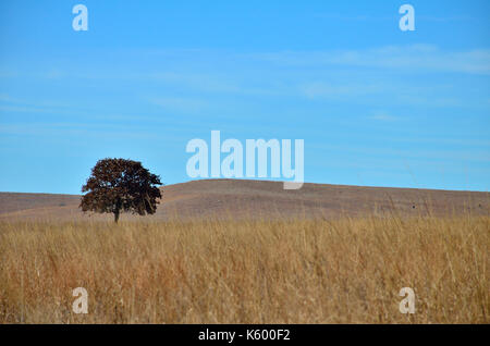 Einsamer Baum auf dem Oklahoma Prairie. Stockfoto