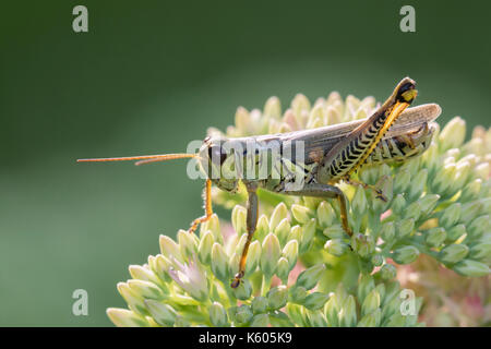 Differential Grasshopper (Melanoplus differentialis) auf Blumen, Ames, Iowa, USA Stockfoto