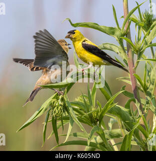 Männliche American goldfinch (spinus Tristis) mit einem Jungen für Lebensmittel, Ames, Iowa, USA betteln Stockfoto