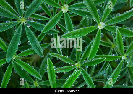 Tautropfen auf Lupin entlang der Küste von Washington. USA Stockfoto