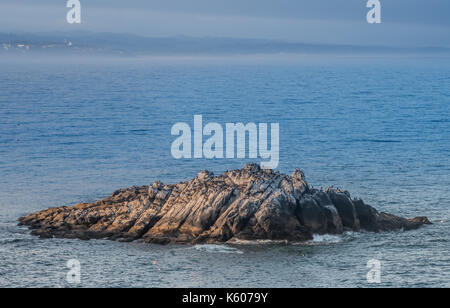 Rocky Nistplatz für Common Murre in der Nähe von Yaquina Head entlang der Küste von Oregon Stockfoto