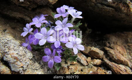 Borstige Gilia (Langloisia setosissima) lila Anza-Borrego Desert Rock Blumen im südlichen Kalifornien Wildblumen Stockfoto