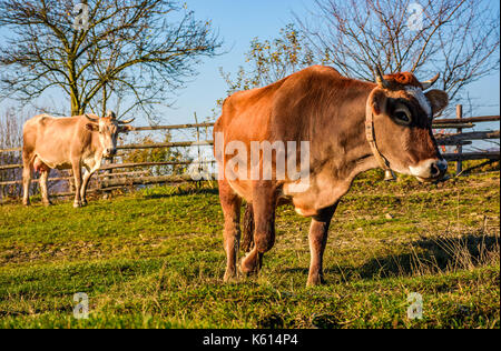 Zwei Kühe auf der Weide im Herbst. Schöne alltägliche Episode des ländlichen Lebens Stockfoto