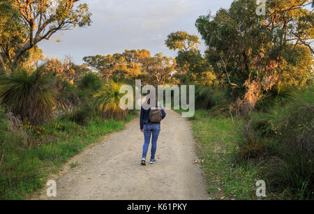 Frau hinunter, um einen Pfad durch Sterne Swamp Reserve suburban Buschland Stockfoto