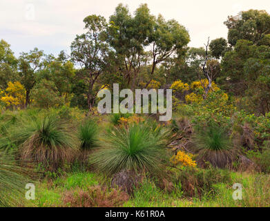 Gras Bäume und Flechtwerk Star Sumpf Finden suburban Buschland Stockfoto