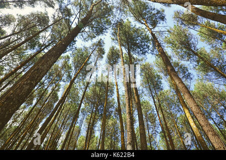 Low Angle View von Pinienwald Stockfoto