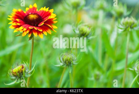 Gaillardia aristata, decke Blume, Blühende Pflanze in der Familie der Stockfoto