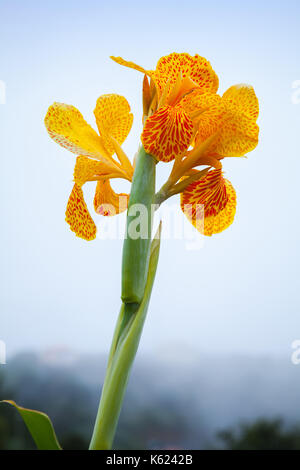 Hellen Indischen canna Lilie Blume, Nahaufnahme Foto mit nebligen blauer Hintergrund Stockfoto