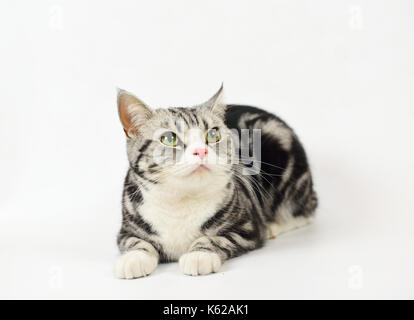 Silver-spotted tabby Katze mit weißem Hintergrund Stockfoto