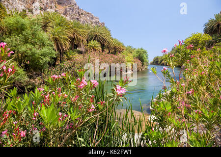 Blühender Oleander Büschen und Palmen an den Ufern des Flusses Megalopotamos in der Nähe von Preveli Strand auf Kreta Griechenland Stockfoto