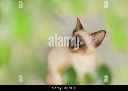 Kätzchen Siamkatze ist eine Siam kitty Katze mit strahlend blauen Augen. Stockfoto