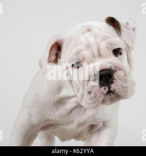 Britische Bulldogge Welpen Stockfoto