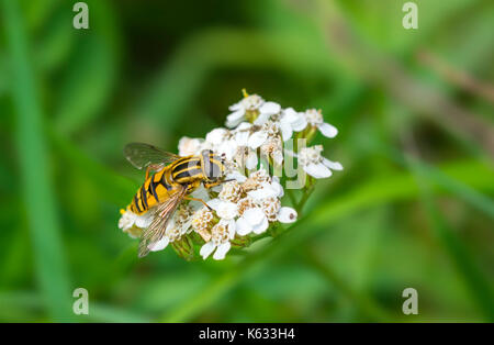 Helophilus pendulus (European Hoverfly) AKA Der Fußballer, die Sunfly, gemeinsame Tiger Hoverfly, auf einer Blume im frühen Herbst in West Sussex, England, Großbritannien Stockfoto