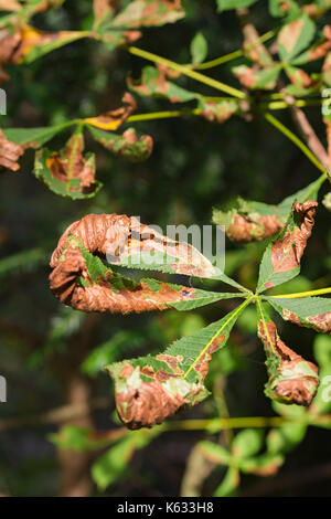 Sterbenden Blätter im Herbst noch auf einen Baum zu Beginn des Herbstes in Großbritannien. Am Ende der Saison. Stockfoto