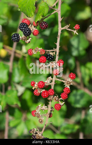 Brombeeren Reifen auf einem Black Bush im frühen Herbst in Großbritannien. Stockfoto