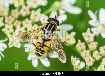 Helophilus pendulus (European Hoverfly) AKA Der Fußballer, die Sunfly, gemeinsame Tiger Hoverfly, auf einer Blume im frühen Herbst in West Sussex, England, Großbritannien Stockfoto