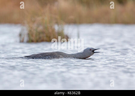 Red-throated Eistaucher (Gavia stellata), nach Aufruf Stockfoto