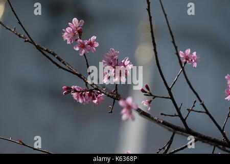 Thai sakura Blüten Stockfoto