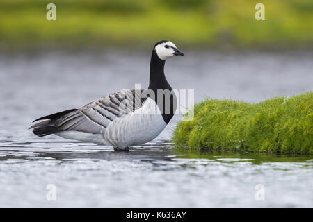 Nonnengans (Branta leucopsis), Erwachsene im Wasser Stockfoto