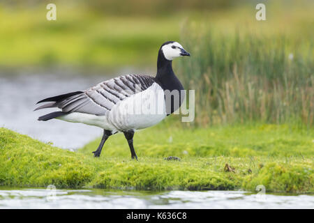 Nonnengans (Branta leucopsis), Erwachsene stehen auf dem Gras Stockfoto