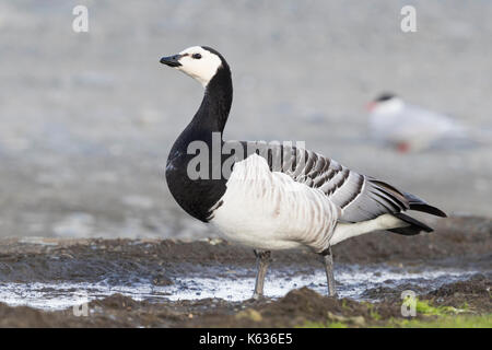 Nonnengans (Branta leucopsis), Erwachsene auf dem Boden Stockfoto