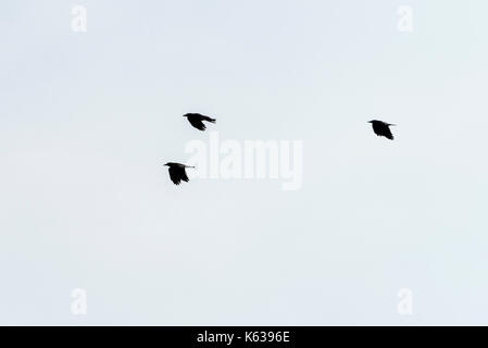 Drei Saatkrähen (Corvus frugilegus) im Flug Stockfoto