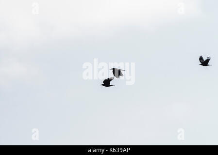 Drei Saatkrähen (Corvus frugilegus) im Flug Stockfoto