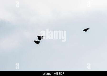 Drei Saatkrähen (Corvus frugilegus) im Flug Stockfoto