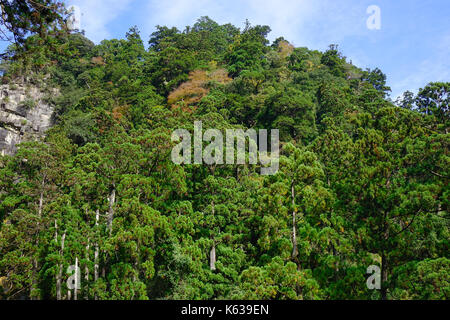 Viele Bäume auf den Berg an sonnigen Tag in Nachi, Wakayama, Japan. Stockfoto