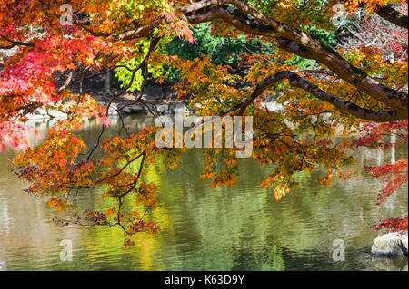 Landschaft der japanischen Garten im Herbst in Nara, Kansai, Japan. Bäume im Herbst in der Nähe des Teiches. Stockfoto