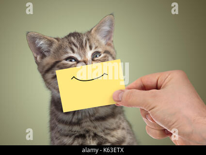 Lustige glückliche junge Katze Portrait mit Lächeln auf Karton Stockfoto