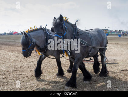 Schwere Pferde beim Pflügen Demonstration great Dorset Steam Fair 2017 Stockfoto