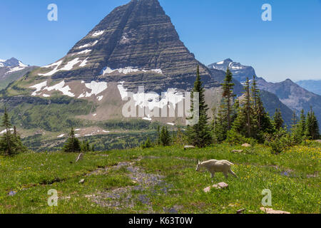 Schneeziege (oreamnos americanus) über versteckten See im Glacier National Park, Montana, USA. Stockfoto