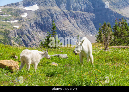 Bergziegen (oreamnos americanus) über versteckten See im Glacier National Park, Montana, USA. Stockfoto