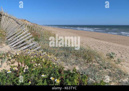 Sanddünen in Faro Beach. Algarve, Portugal Stockfoto