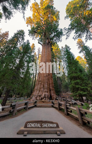 Giant Sequoia General Sherman im Sequoia National Park, Kalifornien Sierra Nevada. Stockfoto