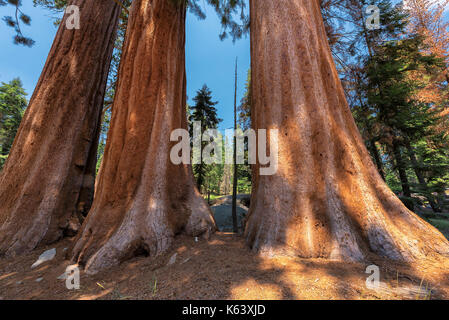 Mammutbaumwälder im Sequoia National Park, Kalifornien Sierra Nevada. Stockfoto